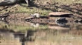 Officials conduct survey on crocodiles in central India