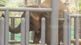 Mosha the young Asian elephant landmine victim is in hospital in Thailand