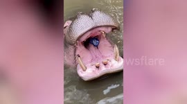 Tourist throws plastic bottle into hippo’s MOUTH instead of bin at safari park