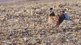 This video shows two pheasants locked in a fierce battle under the evening sun - a sign that spring is on the way