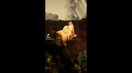 My cat Mr Smith's head in MY bag of Doritos, he won't do that again!