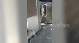 Clever dog escapes his home by climbing over a tall fence
