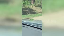 Clever grasshopper hitches a ride on a car