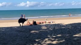 Large EMU bird hilariously scares a group of beachgoers in Australia