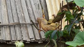 Male chameleons fight over female