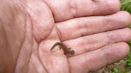 Man handles one of the smallest chameleons in the world