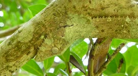 Amazing invisible gecko uroplatus camouflaged in the trees