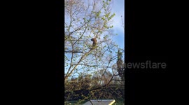 Cat on Tree! Fail!!!