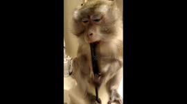 Musical Monkey