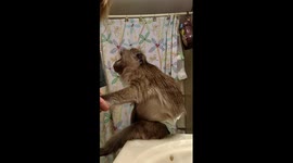 Monkey gets birthday makeover