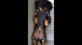 Puppy dachshund with the hiccups