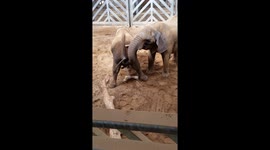 Elephant eats friend's excrement in unusual video