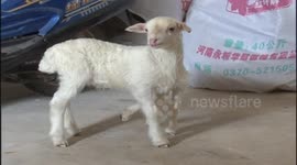 Lamb has six legs