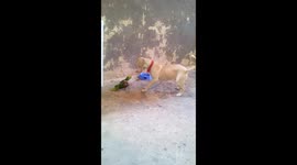 How my dog an parrot gets along