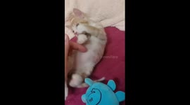 The cat that seems to be refusing to touch but secretly wants it