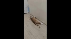 A cat lurking on the floor of the house because he was bored