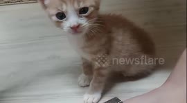 A startled baby cat walking around