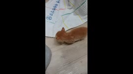 Cute baby cat going back and forth cooking and cooking on the whiteboard