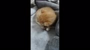 temp
