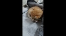 Cute baby cat crouching in a comfortable position on the blanket
