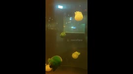 Aquarium, a feast of the beautiful dance of jellyfish