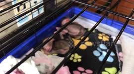 Rare baby monkey triplets are rescued after being abandoned by mother