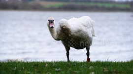 Swan left with odd neck deformity after another swan crash-landed on to him - but can still look after himself in wild