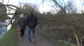 Fallen tree blocks canal path in in Sandiacre, Derbyshire after strong winds batter the UK