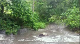 rainy day in a field in the Dominican Republic