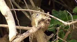 A touching scene – a cute Bush Squirrel grooms its baby's fur