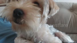 YORKSHIRE LOVE BABY PET RESTING ON ABBS