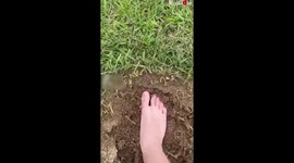 'Man Dumps his Foot in Anthill; Instantly Regrets the Decision'