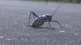 Insect or Alien? Up close and personal with a formidable African Corn Cricket.