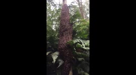 Strange beehive moves continuously as man approaches it in Vietnam