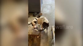 Rescue dog who had never been indoors struggles to enter new foster home