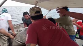 Turtle helped back into the sea after getting caught in a fishing net