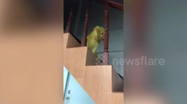 Pet poodle turns yellow after owner rubs turmeric juice on fur to treat rashes