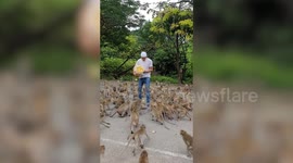 Hungry wild monkeys race to take corn from tourist in Thailand