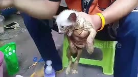 Rescuers save kitten stuck in glue trap in Bangkok, Thailand