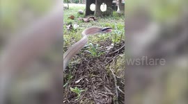 Aggressive wild snake lunges at curious worker filming it on pathway