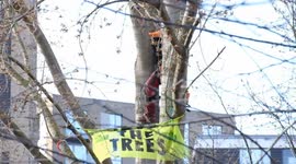 Tree half-axed by workers in environmental campaign backed by Dame Judy Dench, Sting and Bob Geldof in London