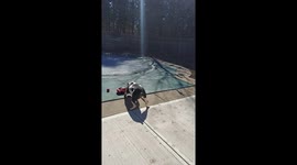 Dog ice skates on frozen pool for toy car