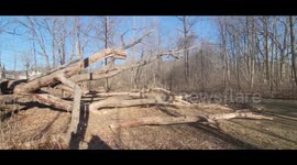 Awesome Looking Tree That's Fallen Over But Isn't Too Decayed