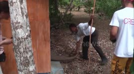 Huge Komodo dragon removed from public toilet on Indonesian island