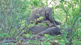 Elephant jumps onto another elephant to try and get him to stand up
