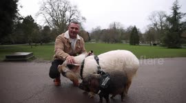 A man who has two pet mini pigs takes them on walks but has to stick to routes approved by the Government - to avoid shops, cafes and PICNICS