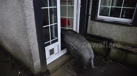 Giant pig is living in a house after being bought as a micropig