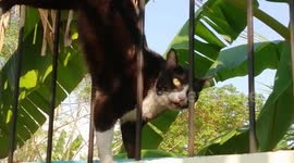 Cat rescued after being found impaled on metal railing in Thailand