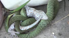 Mexican standoff! Gecko bites snake’s body as it retaliates by trying to suffocate the lizard