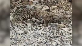 Speeding vehicle kills leopard in central India